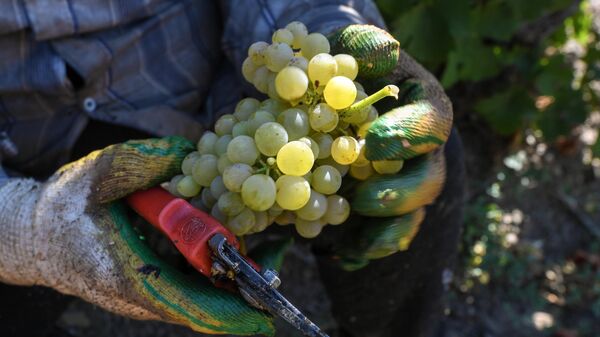 Сбор урожая на виноградниках винзавода Массандра