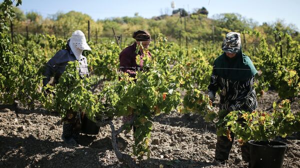 Женщины во время сбора урожая на виноградниках винзавода Массандра в поселке Кипарисное в Крыму. 