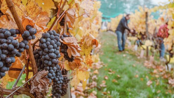 Осенний сбор винограда