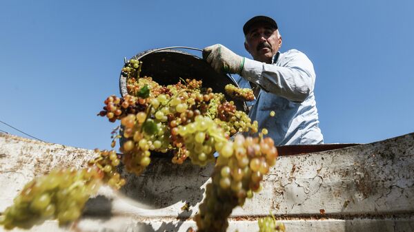 Мужчина во время сбора урожая на виноградниках винзавода Массандра в поселке Кипарисное в Крыму