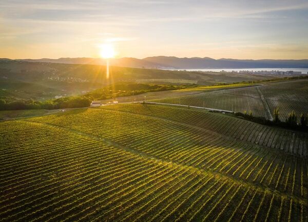 Виноградники Chateau Pinot