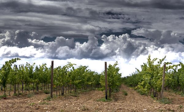 Виноградники Бельбек (Крым, с.Фруктовое, плато Кара-Тау)