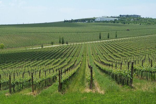 Виноградники винодельни Шумринка