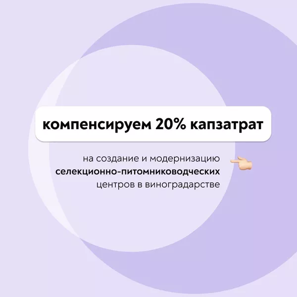 Инфографика от Минсельхоза РФ о поддержке виноградарство и виноделия Инфографика от Минсельхоза РФ о поддержке виноградарство и виноделия