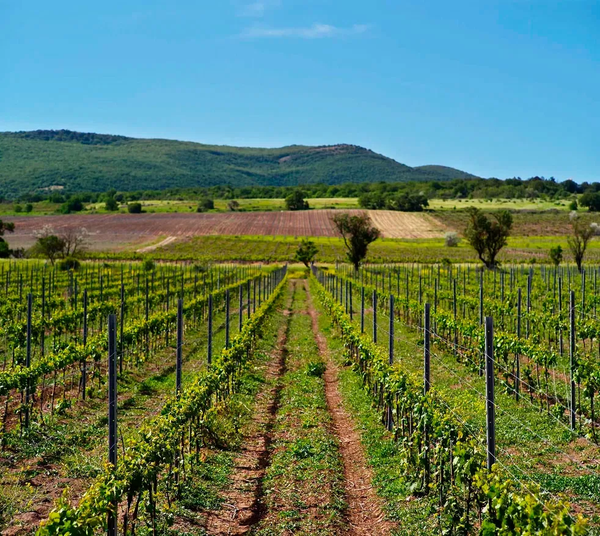 Виноградники ИП Колесников Михаил Дмитриевич Виноградники ИП Колесников Михаил Дмитриевич
