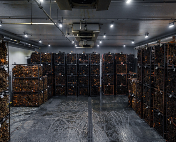 Питомник агрофирмы Южная