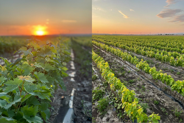 Маточники питомника Виноградный