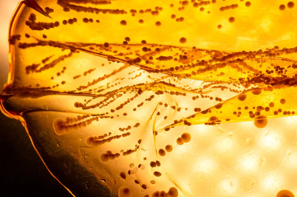 Новый штамм дрожжей, разработанный НИЦ Курчатовский институт для сорта Саперави