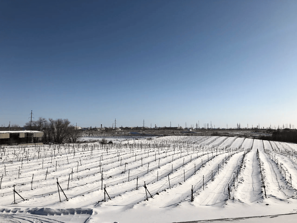 Виноградник КФХ Гусев зимой. Регион — Нижняя Волга.
