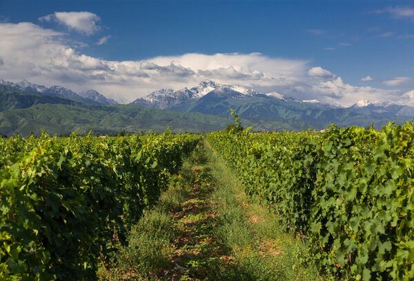 Виноградники Северной Осетии