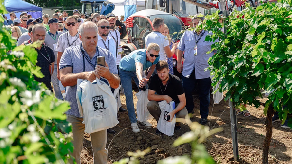 Первый Всероссийский День поля для виноградарей. 29 июня, станица Голубицкая