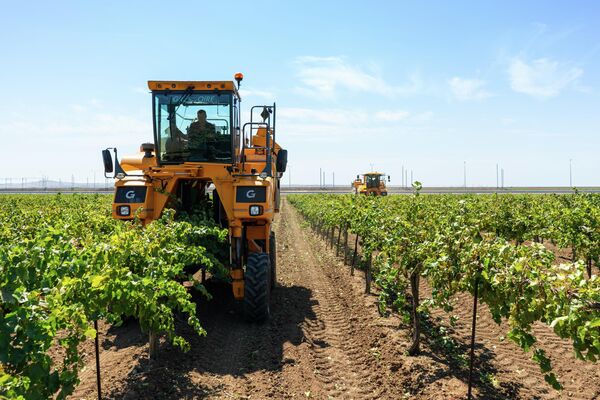 15 августа – старт уборки урожая винограда в агрофирме Южная