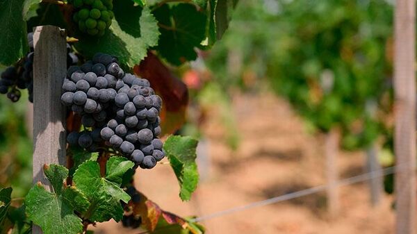 Виноградники AYA organic wine & vineyards