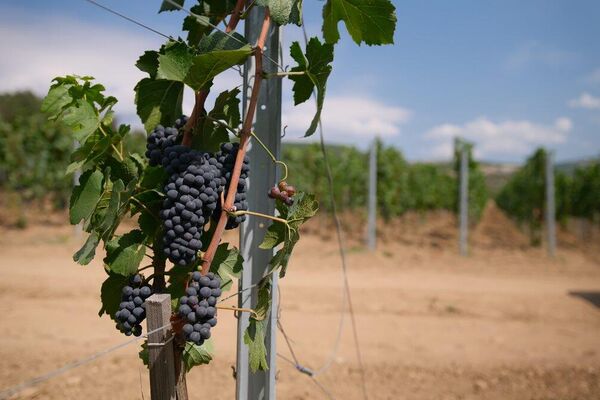 Виноградники AYA organic wine & vineyards