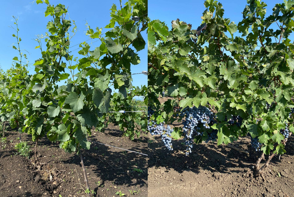 Виноградники FERRUM WINERY