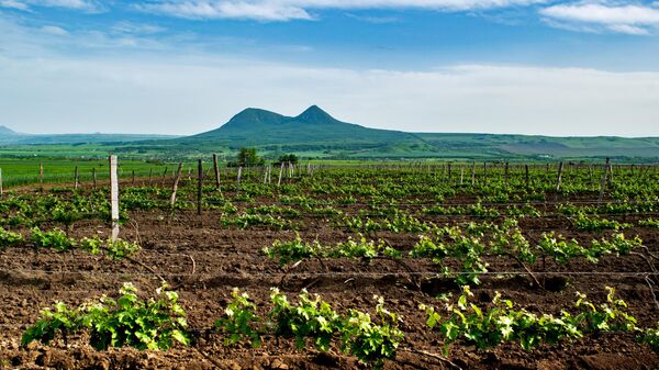 Виноградники Виталий Батрак с видом на гору Верблюд