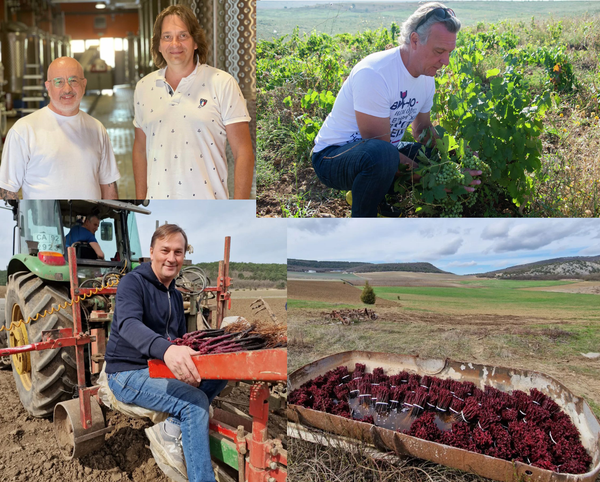 Винодельческие проекты: Манкопия, Belmas, Domaine de la Vivandière