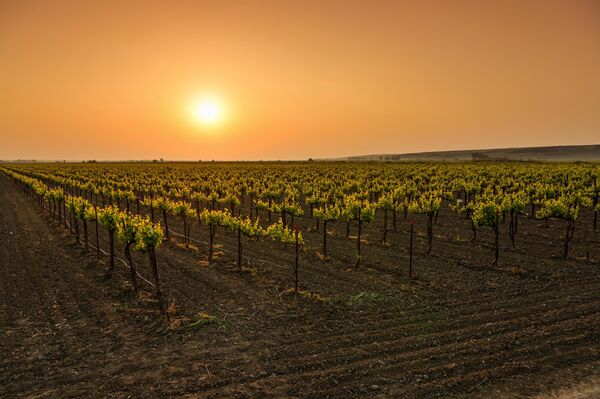 Виноградники ООО Агропредприятия Прасковейское