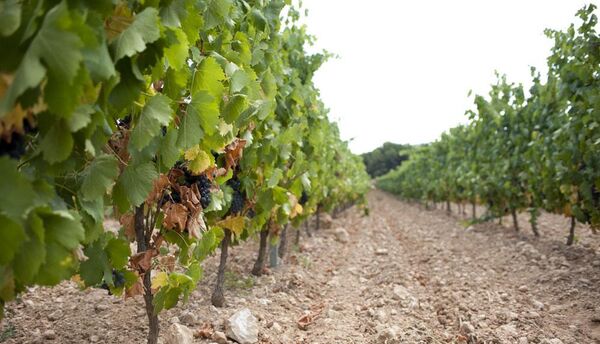 Виноградники ООО Агропредприятия Прасковейское