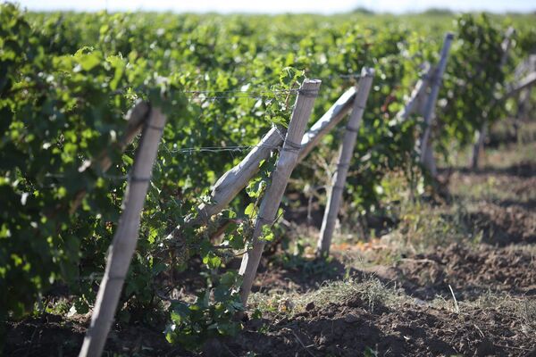 Виноградники Винодельни Покровская