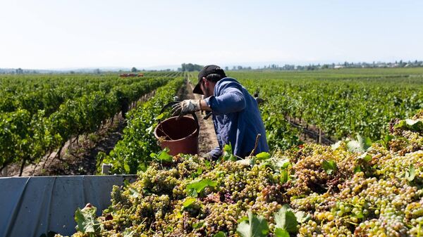 Сбор урожая на винодельне Дербент Вино в Дербентском районе Дагестана