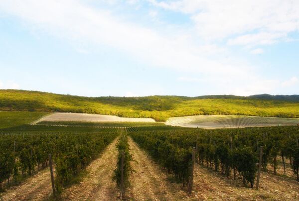 Виноградники Nesterov Winery