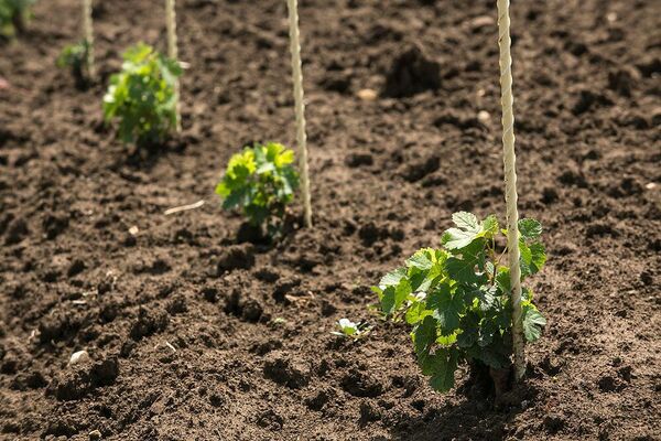 Виноградные саженцы.