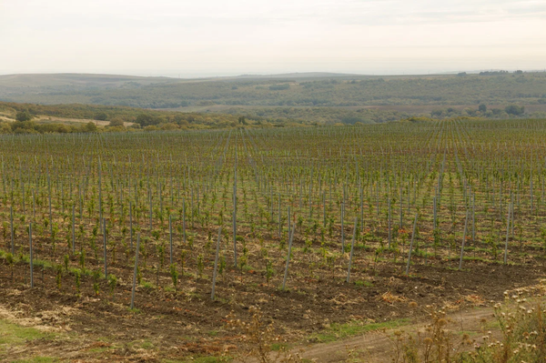 Новые виноградники