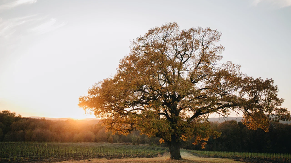 Символ Шато Ле Гран Восток – двухсотлетний королевский дуб (Le Chêne Royal), растущий в самом сердце виноградников.