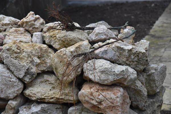 Посадка винограда в Античном дворике СевГУ (Севастополь)