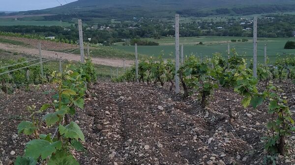 Tempelhof Winery