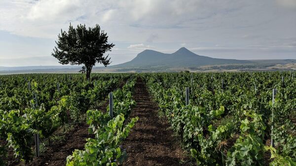 Tempelhof Winery