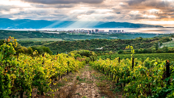 Отель Château Pinot