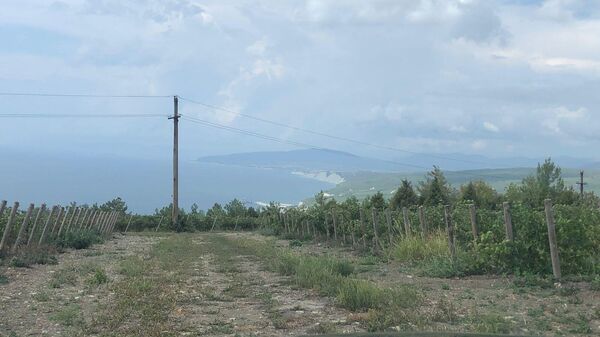 Виноградники Усадьбы Мезыбь