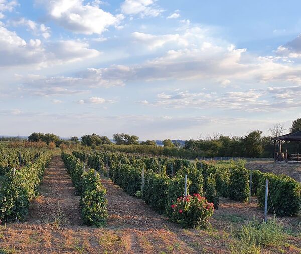 Виноградники Усадьба Саркел (ВВЗ Долина Дона, Ростовская обл.)