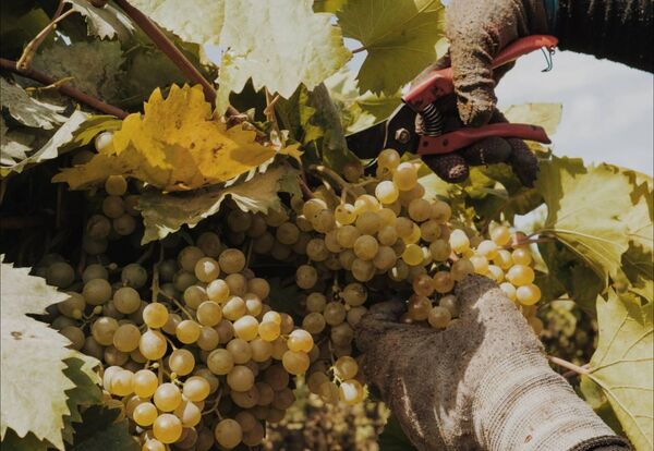 Рекордный урожай 2024 года в Дагестане