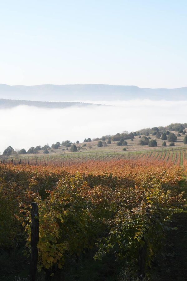 Виноградники UPPA Winery Виноградники UPPA Winery