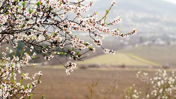 Весенние виноградники Золотой Балки