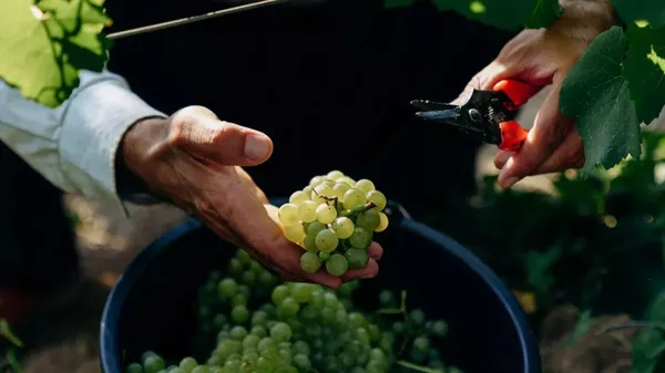 Château Pinot
