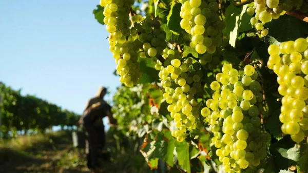 Виноградники Золотая Балка