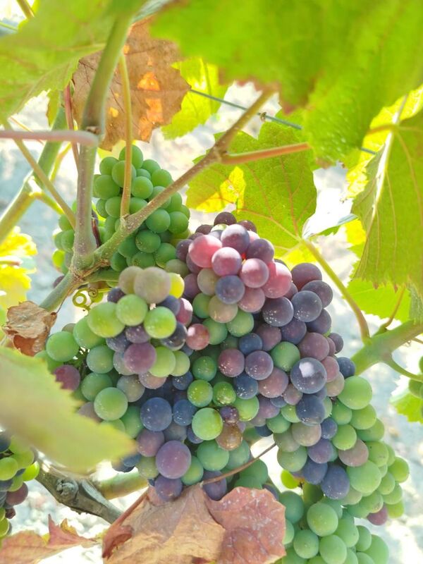 Виноградники хозяйства Belmas