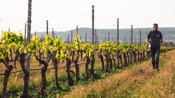 Винодельческое хозяйство Рема Акчурина