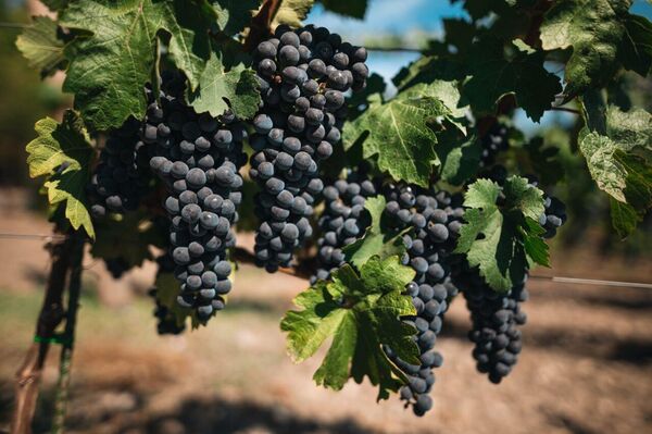 Виноградники хозяйства Шато Ай-Даниль