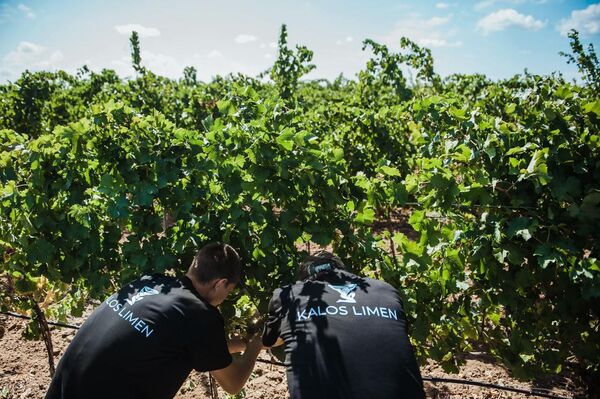 Виноградники хозяйства Kalos Limen