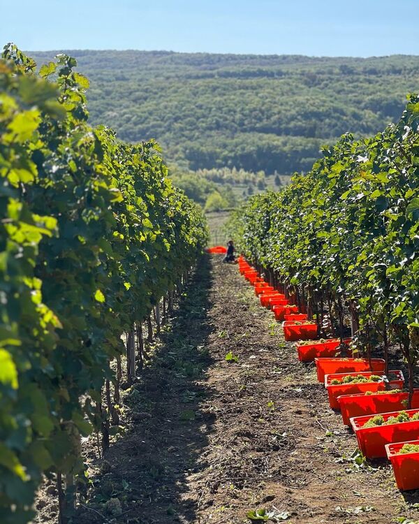 Виноградники Олега Репина