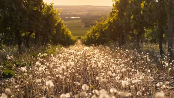 Виноградники винодельни Бюрнье