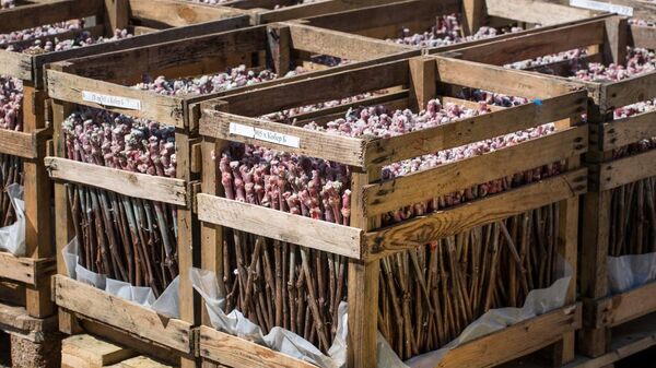 Питомник Фанагории превысил план на 500 тыс. саженцев винограда