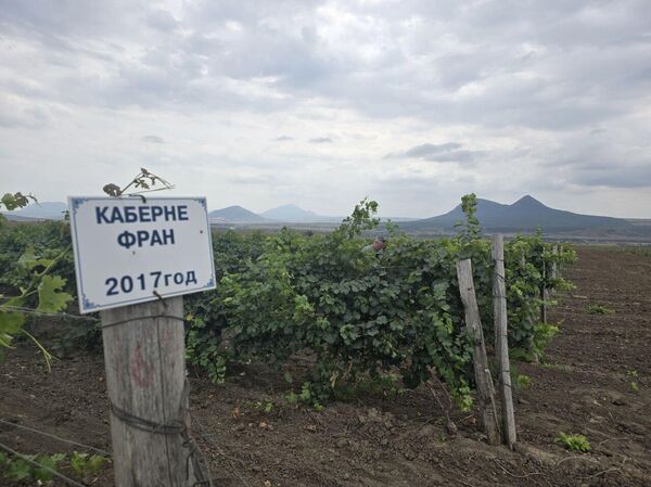 Сезон 2025. Винодельня Виталий Батрак (ВВЗ Ставрополье, Ставропольский край)