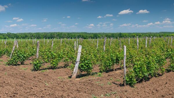 Сезон 2025. Винодельня Ведерниковъ (ВВЗ Долина Дона, Ростовская обл.)