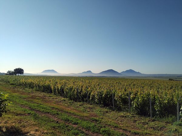 Сезон 2025. Винодельня Tempelhof Winery (ВВЗ Старополье, Ставропольский край)